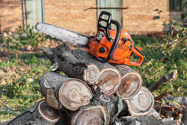 Best Tree Clearing Services  in Prospect, KY